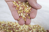 全自动颗粒包装机的功能